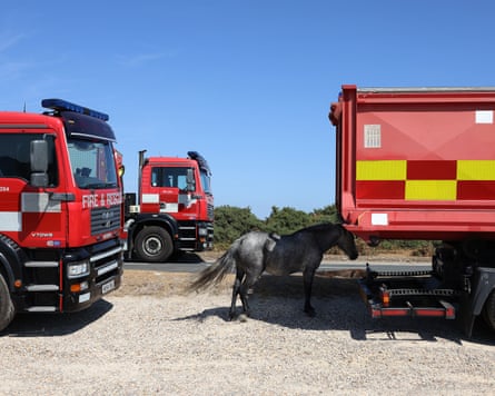 A horse stands in the shade next to a truck.Photograph: Martin Godwin/The Guardian