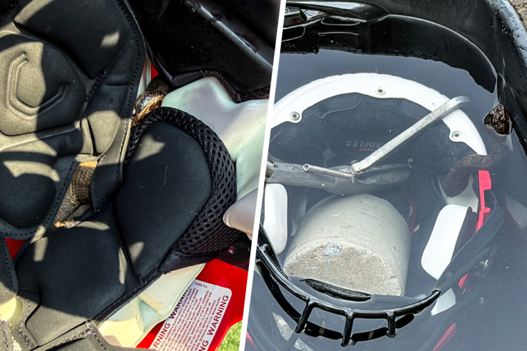 A cottonmouth snake found in the helmet of a Maumelle high school football player.Maumelle Animal Services Officers