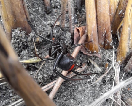 A female redback. Of the 31 species of widow spider, male sacrificial behaviour is only usually observed in redbacks and brown widows.Photograph: cbstockfoto/Alamy