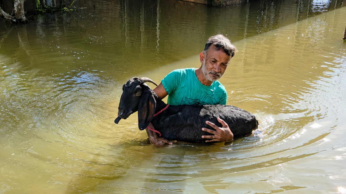 Image caption,Only 60 of Baruah's goats survived the floods