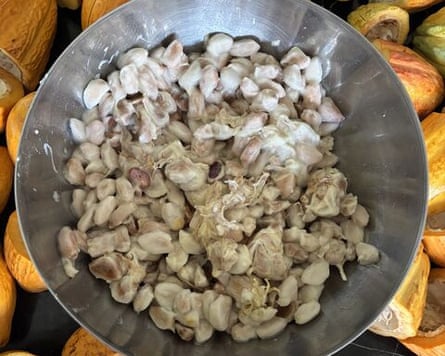 Raw cacao beans are coated in a white flesh ‘that tastes like lychee’.Photograph: University of Reading