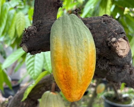 Cocoa pods in the University of Reading’s international cocoa quarantine centre.Photograph: Oliver Sirrell