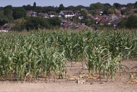 Sweetcorn crops at a farm near London on 9 August. Many parts of England have been officially declared in drought.Photograph: Neil Hall/EPA