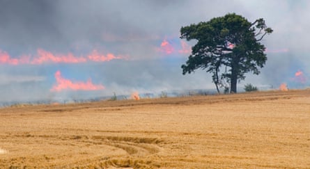 Wheat crops on fire in the Essex countryside on 1 August.Photograph: Justin Kase z12z/Alamy