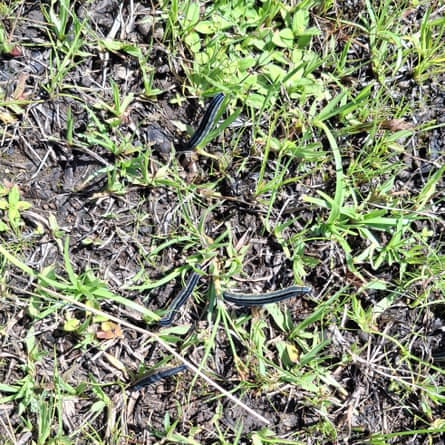Armyworms eating grass. A soil fungus could offer a new way to tackle the hugely destructive caterpillars where chemical controls have fallen short.Photograph: Letodi Luki Mathulwe