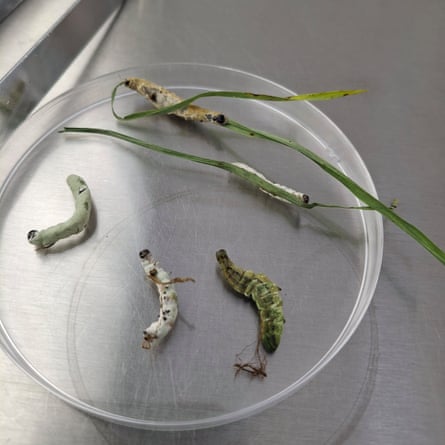 Major outbreaks of armyworms have threatened the food security of some African countries.Photograph: Courtesy of Letodi Luki Mathulwe