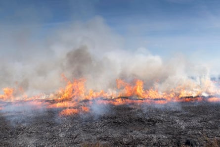 The UK government recently banned the burning of vegetation on deep peat in order to preserve wildlife habitats.Photograph: Wayne Hutchinson/Alamy