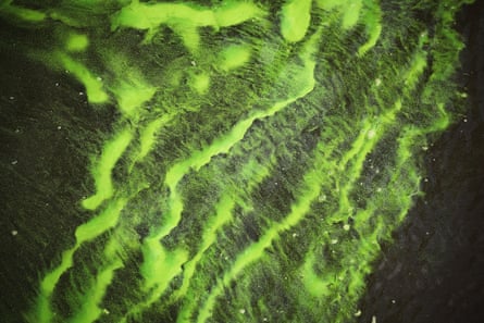 Green algae blooms are seen at the Port Mayaca lock and dam on Lake Okeechobee on July 2018 in Port Mayaca, Florida.Photograph: Joe Raedle/Getty Images