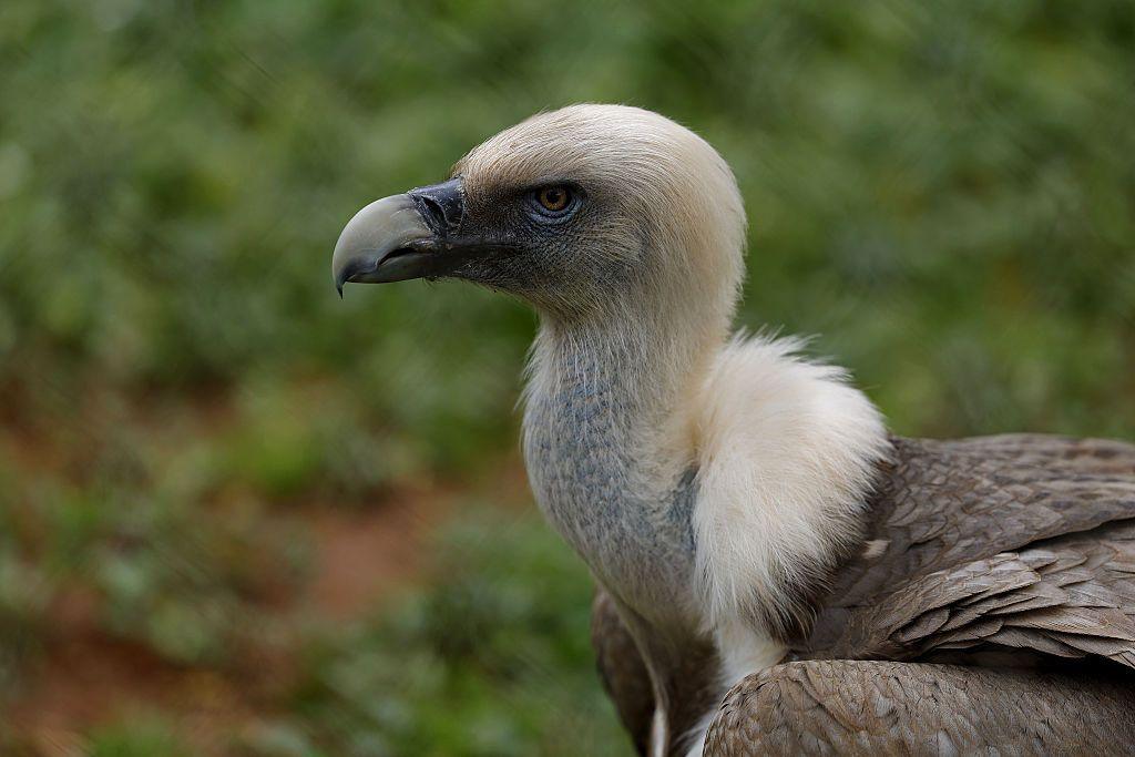 Image caption,Cape Vultures are one seven types facing extinction