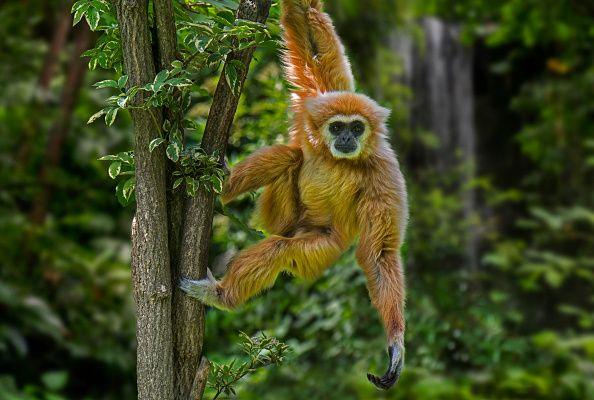 Image caption,Lar gibbons are listed as endangered, with their numbers threatened by habitat loss, hunting and the illegal pet trade