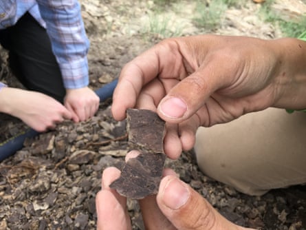 Fragments of fossilized leaves like these helped the authors re-create the forest canopies of 56m years ago.Photograph: Dr Regan Dunn