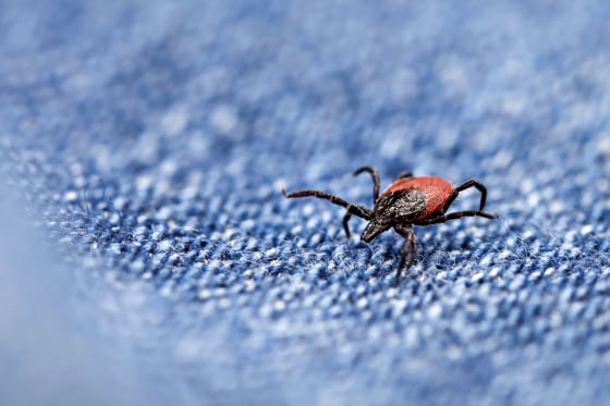 Angela Newman hiking the Appalachian Trail near her home in North Carolina. Her experience with Lyme disease prompted research into the migration of ticks southward.Angela Newman