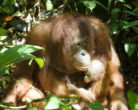 Orangutans at the Yiari rehabilitation centre.Photograph: Yiari