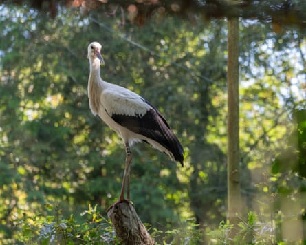 The storks in their enclosure before release