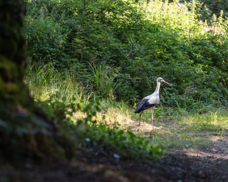 Storks after being released from the enclosure