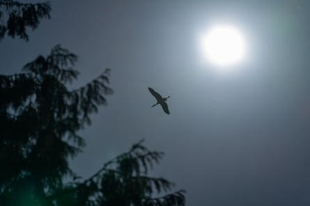 One of the storks flying high
