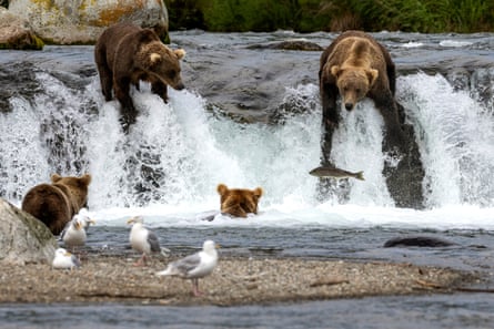 Brown bears at Brooks Falls eating sockeye salmon in Alaska’s Katmai national park.Photograph: John Moore/Getty Images
