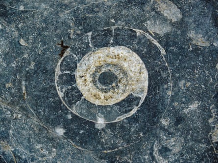 The UK’s Jurassic Coast is a world heritage site that boasts many different fossilised ammonite species.Photograph: Federica Grassi/Getty Images
