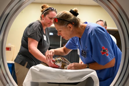A sea turtle is prepared for a CT scan at the Loggerhead Marinelife Center.Photograph: Loggerhead Marinelife Center