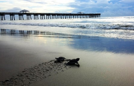 Loggerhead turtle hatchlings head for the sea.Photograph: Loggerhead Marinelife Center
