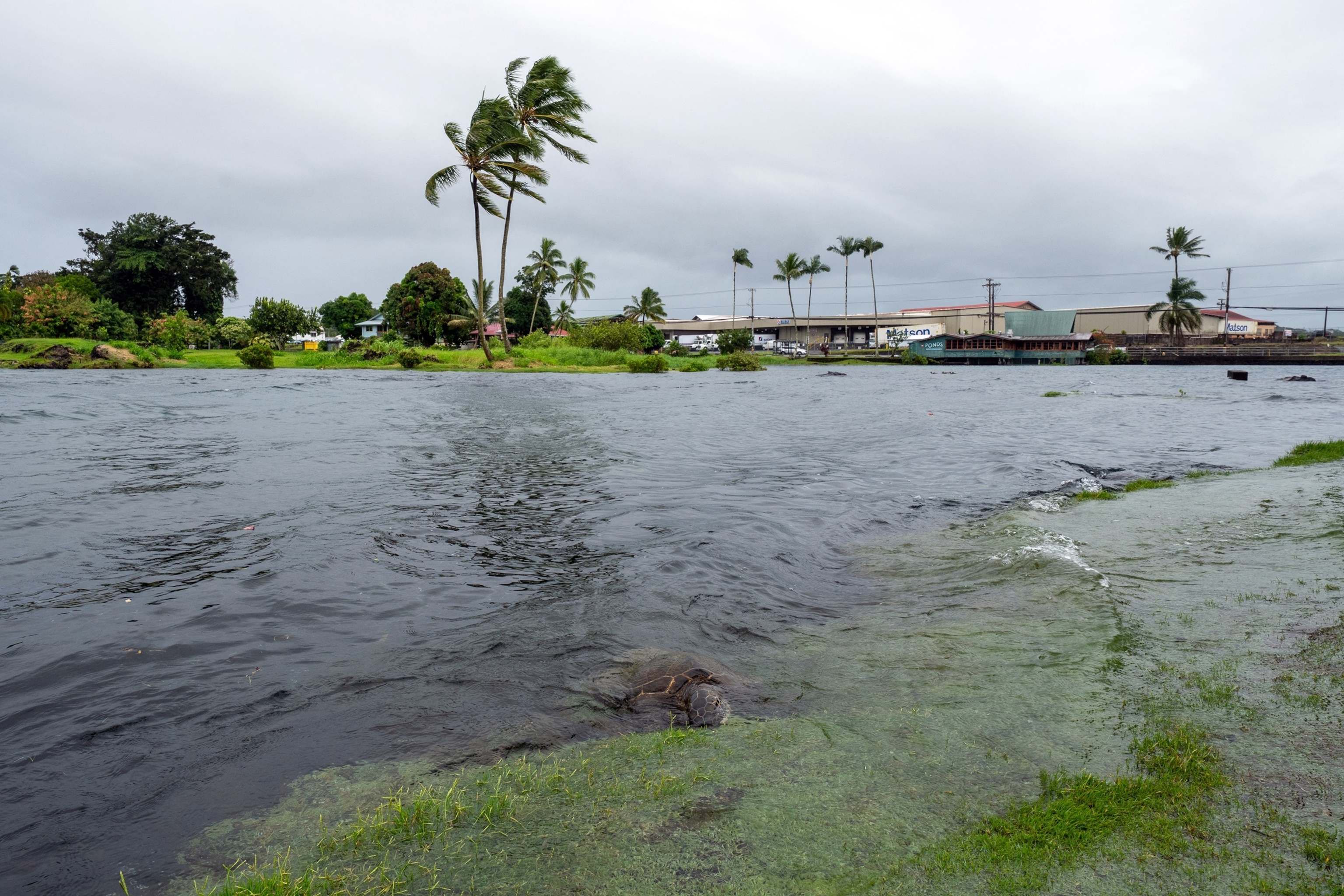 A view of the rising water levels at the Wainaku Street Bridge in Hilo on the Big Island of Hawaii, Saturday, Aug. 15, 2026.Taylor Cozloff/Civil Beat via AP