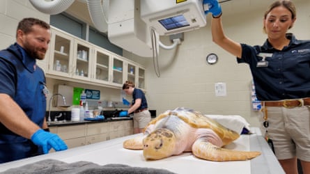 A Houston zoo employee shines a light on Rhossi as the turtle lies on an exam table in Houston, Texas, on 11 August.Photograph: Evan Garcia/Reuters