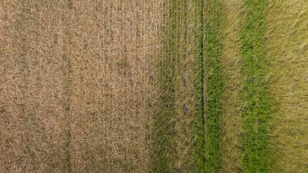 An aerial view of a rice field in Italy earlier this month showing a sharp contrast between a yellowed and dried section affected by severe heat stress and the remaining area where rows of green rice plants are still visible in Novara, in the Po valley, where growers have been forced to irrigate crops only on alternate weeks.Photograph: Simone Padovani/Getty Images