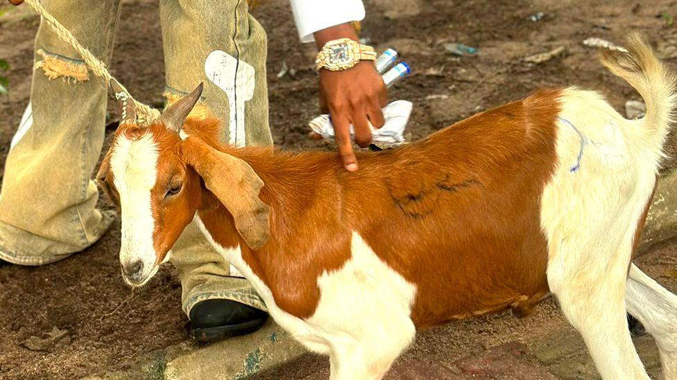 Image caption,Promise's goat can be seen being taken on his evening walks