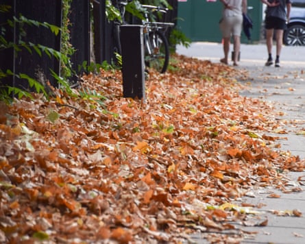 Fallen leaves on a pavement in London in July.Photograph: Vuk Valcic/Zuma Press/Shutterstock