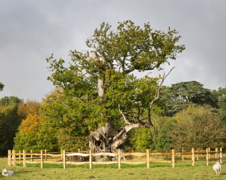 The Tea Party oak is thought to be in critical condition.Photograph: Jim Woolf/Woodland Trust
