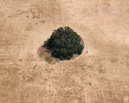 An oak tree in a parched park in Bexley, south-east London, last week.Photograph: Yui Mok/PA