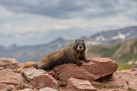 A marmot perches itself on a rock in Yellowstone.Photograph: Nathan Bilow/Getty Images