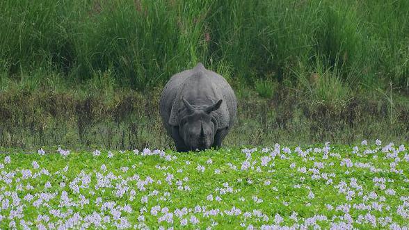 Image caption,Kaziranga is hailed as a conservation success story for the one-horned rhino