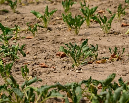A drought-stricken farmer’s field in Moers, western Germany.Photograph: Ina Fassbender/AFP/Getty Images