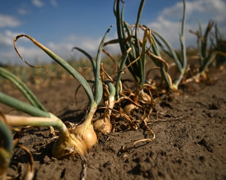 Onion plants struggle in Selm, western Germany in the drought.Photograph: Ina Fassbender/AFP/Getty Images