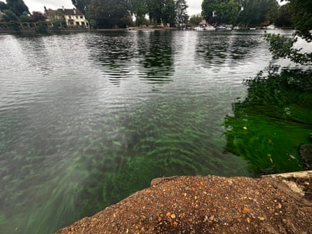 Blue-green algae in the Thames on Wednesday.Photograph: Chloe Walton