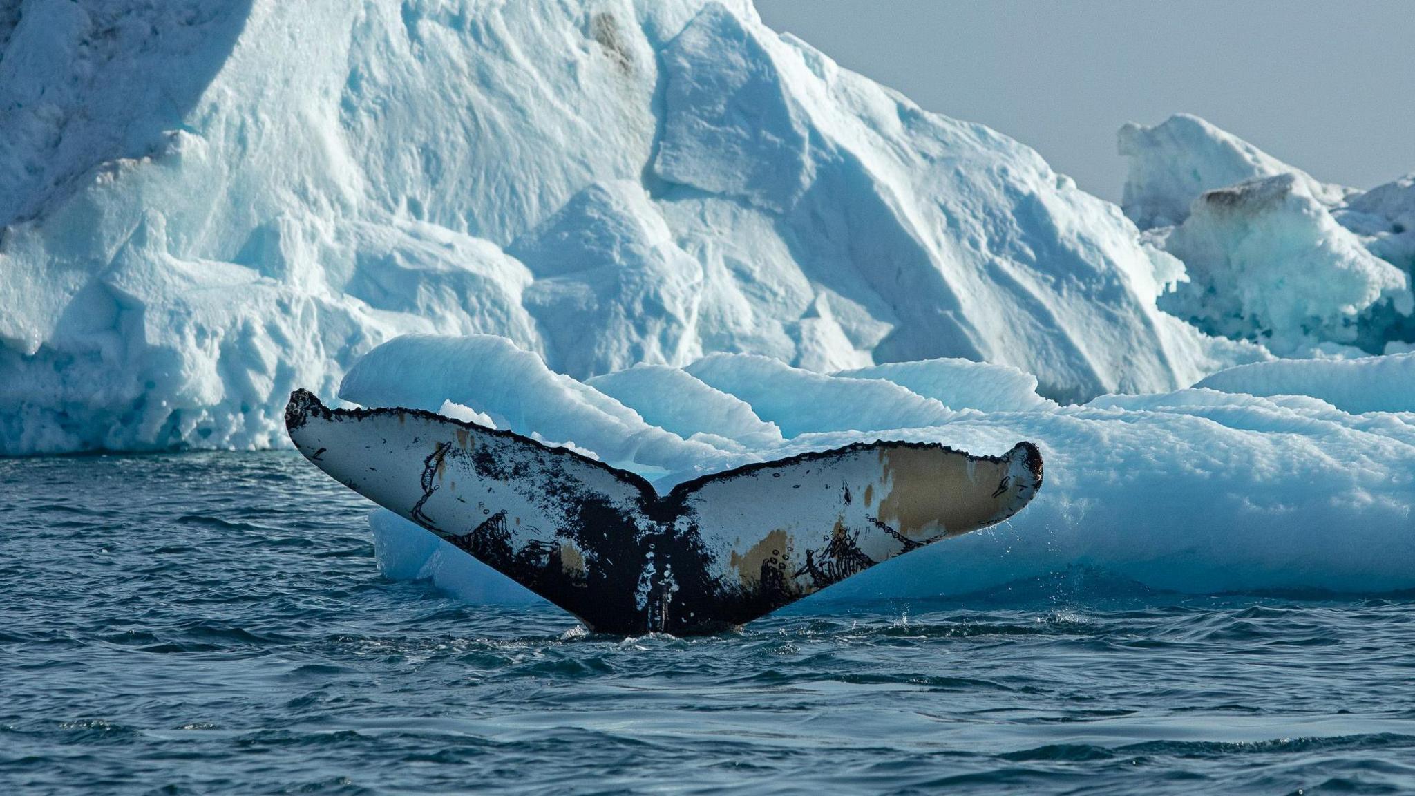 Image caption,A humpback whale feeding in coastal subarctic waters