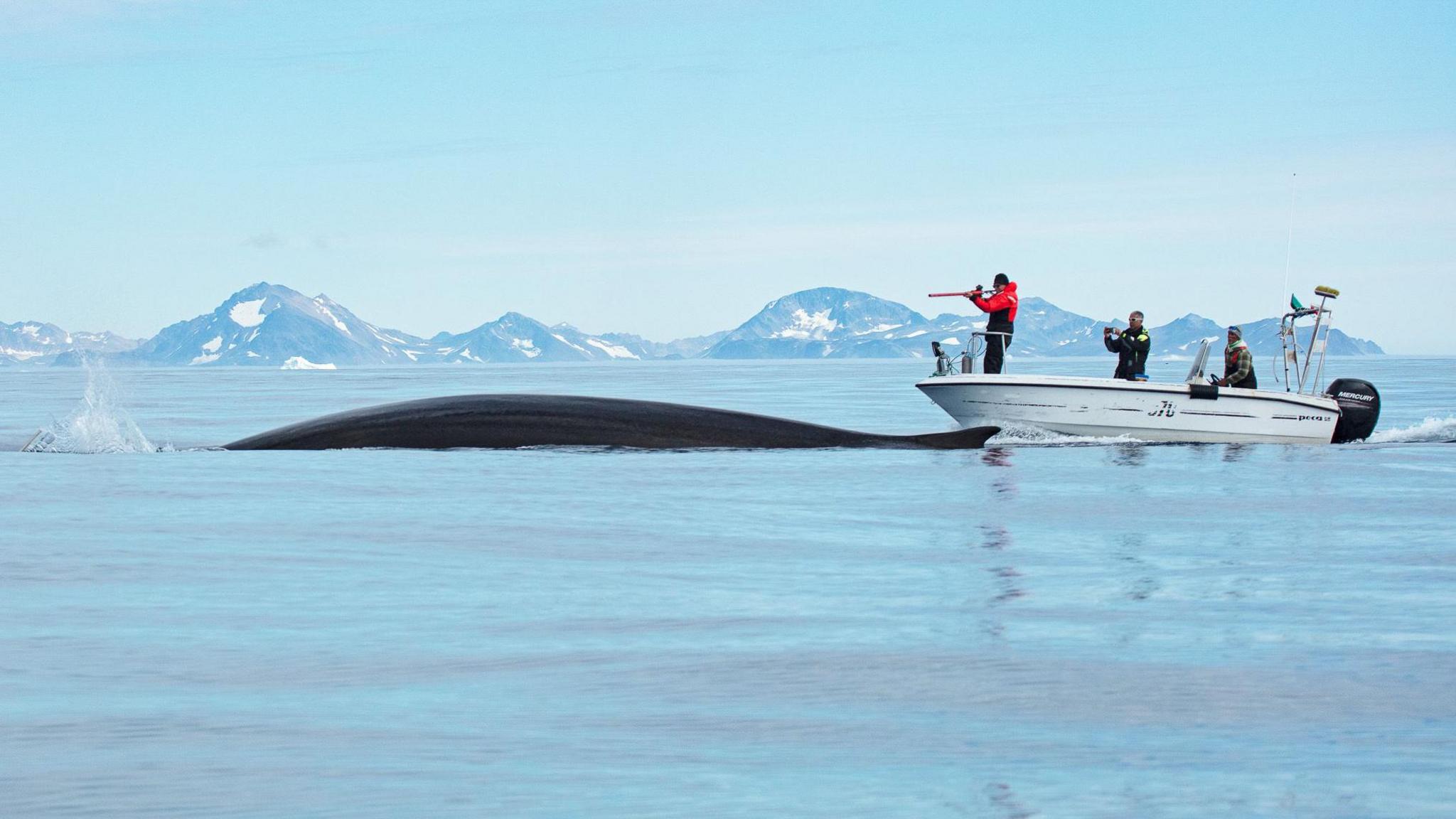 Image caption,The researchers fitted satellite tracking devices to some whales to follow their seasonal movements