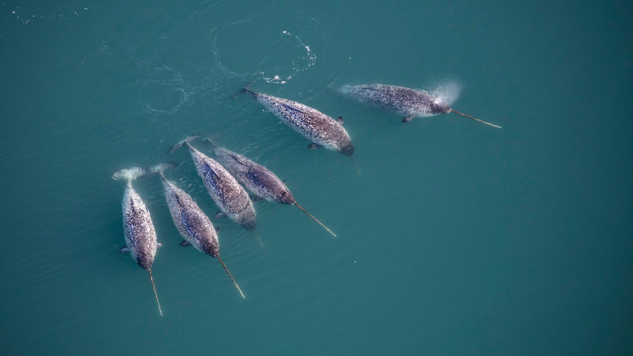 Image caption,While some whales are benefiting from warming waters, Arctic species like narwhals are losing habitat