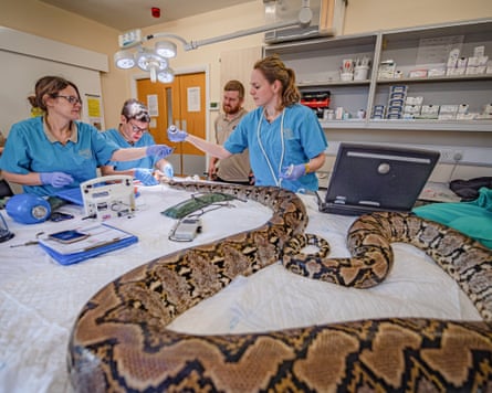 Two operating tables had to be pushed together to accommodate the large patient.Photograph: Steve Rawlins/Chester zoo/Cover Images