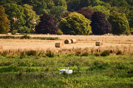 Wetlands on the Holnicote estate.Photograph: Steve Sayers/National Trust Images