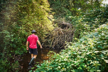 River systems at Holnicote have been reconnected with the surrounding area.Photograph: Steve Sayers/National Trust Images