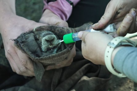 Researchers swab the cheek of a marmot on 6 August 2026, in Gothic, Colorado.Photograph: Brittany Peterson/AP