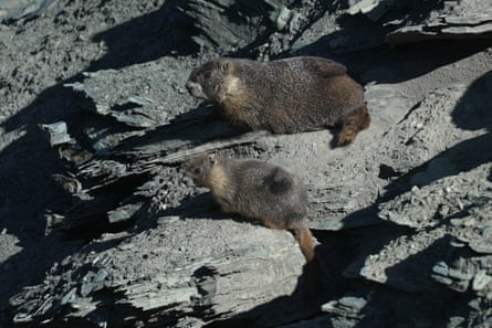 A marmot sits with one of her pups on 6 August 2026, in Gothic, Colorado.Photograph: Brittany Peterson/AP