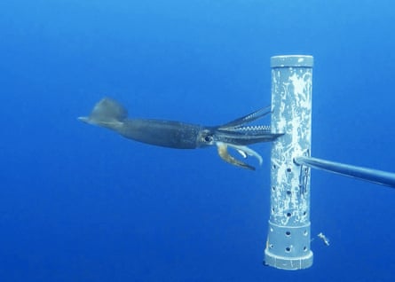 A cock-eyed squid (Histioteuthis miranda) at the Bremer marine park on the south coast of Western Australia.Photograph: Marine Futures Lab