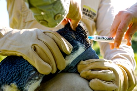Phillip Island Nature Parks rangers administer an injection.Photograph: Phillip Island Nature Parks/AFP/Getty Images
