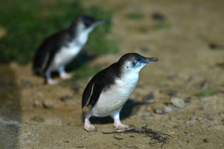 Little penguins roam in their enclosure at Summerlands in Phillip Island.Photograph: Joel Carrett/EPA