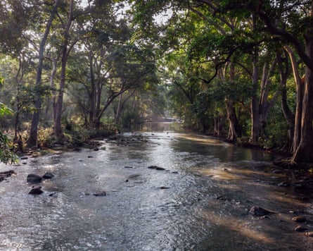 Coalmining has affected forests and other ecosystems in areas such as Madhya Pradesh.Photograph: Sushil Chikane/Alamy