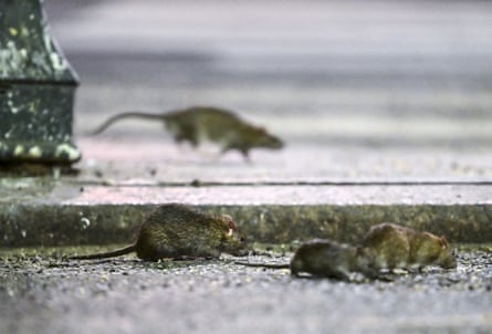 Steven Belmain is sceptical about about fertility controls: ‘If you’ve got a rat in your house, you’re not going to feed it contraceptives and just let it live there with you.’Photograph: blickwinkel/Alamy