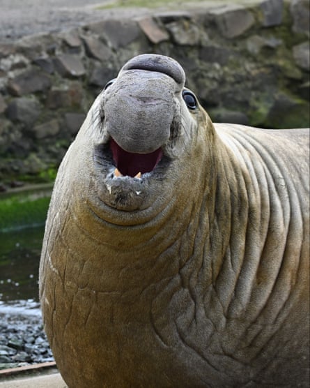 Southern elephant seals breed in large colonies but disperse widely to feed, migrating over 1,000 kilometres.Photograph: Victorian Wildlife Alliance